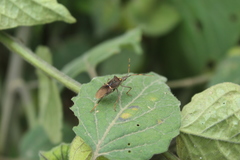 Leptoglossus zonatus