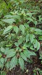Miconia cornoides