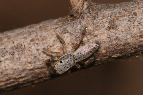 Salticus peckhamae photo 4