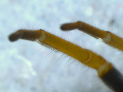 Trachelopachys gracilis