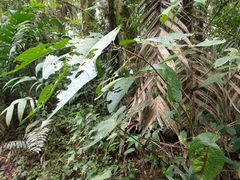 Passiflora arborea
