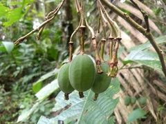 Passiflora arborea