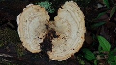 Trametes pavonia