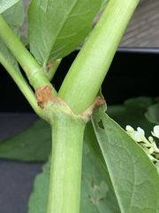 Koenigia alaskana