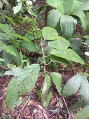 Passiflora arborea