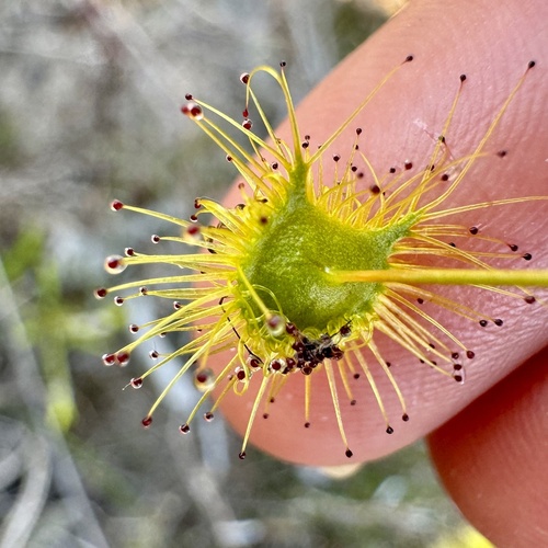 Drosera neesii (Drosera neesii)