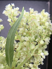 Koenigia alaskana
