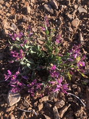 Rhinotropis subspinosa