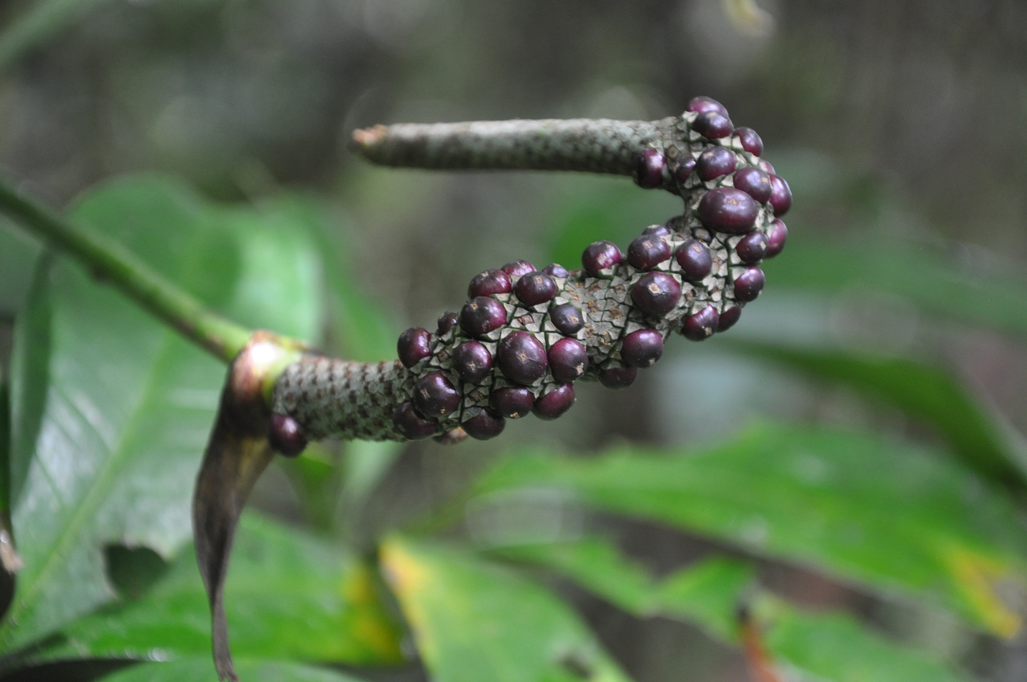 Anthurium kunthii Poepp.