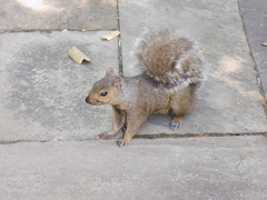 Sciurus carolinensis
