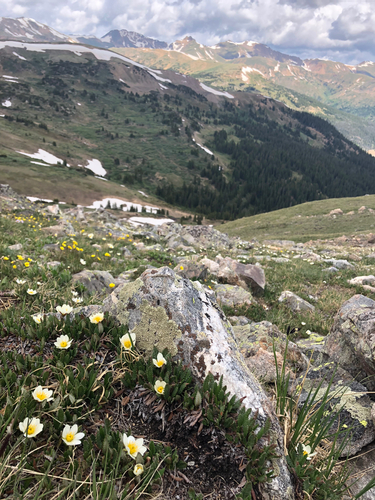 Hooker's eight-petal mountain-avens (Dryas hookeriana)