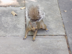 Sciurus carolinensis