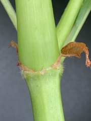 Koenigia alaskana
