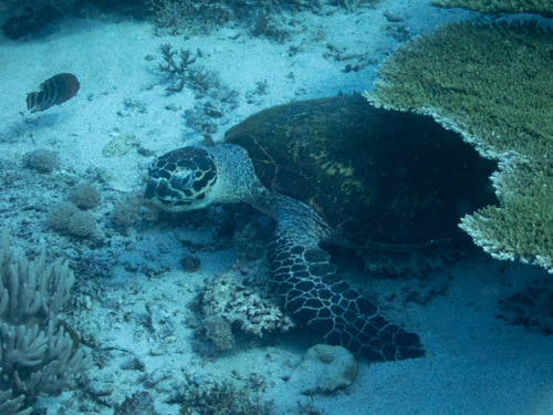Hawksbill Sea Turtle (Eretmochelys imbricata)