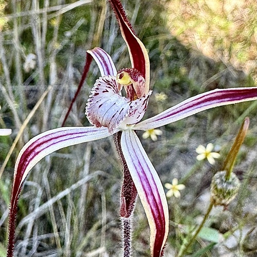Image of Caladenia polychroma by (c) pimelea, some rights reserved (CC BY)