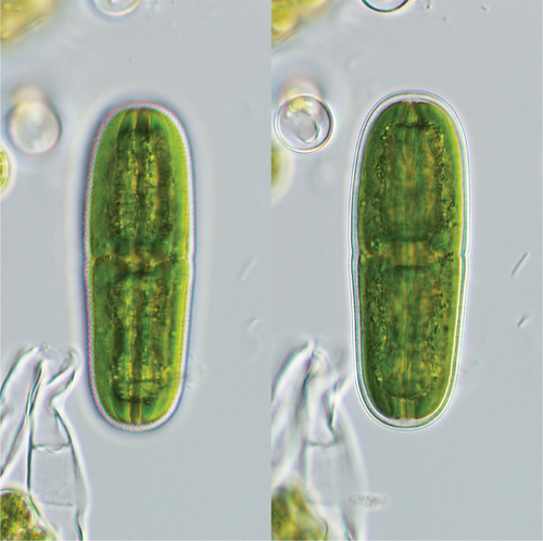 Actinotaenium rufescens