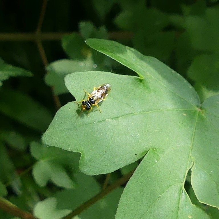 Pamphilius ignymontiensis