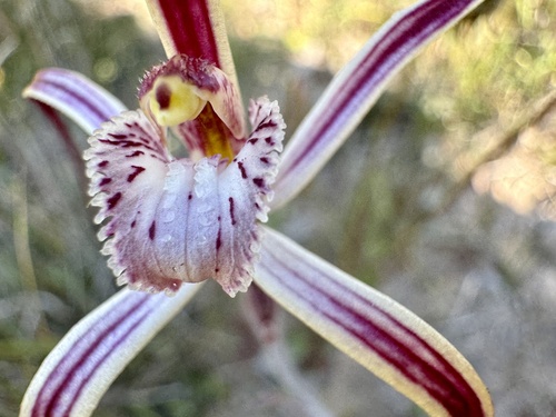 Image of Caladenia polychroma by (c) pimelea, some rights reserved (CC BY)