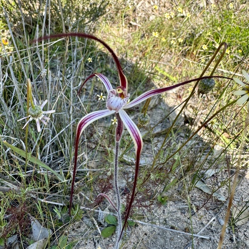 Image of Caladenia polychroma by (c) pimelea, some rights reserved (CC BY)