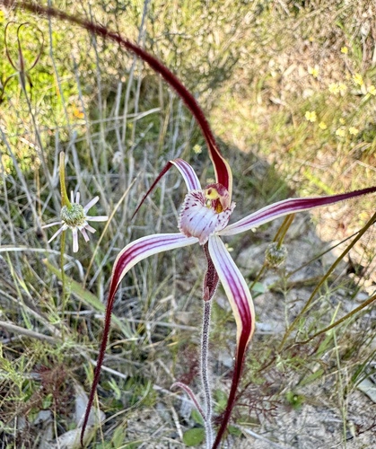 Image of Caladenia polychroma by (c) pimelea, some rights reserved (CC BY)