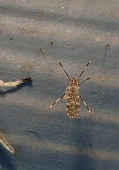 Erioptera caliptera