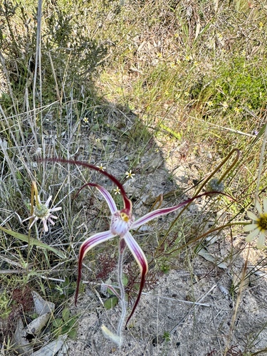 Image of Caladenia polychroma by (c) pimelea, some rights reserved (CC BY)