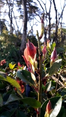 Vaccinium varingiifolium