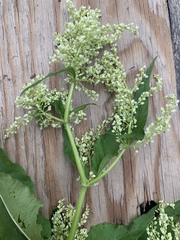 Koenigia alaskana