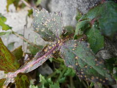 Miyagia pseudosphaeria