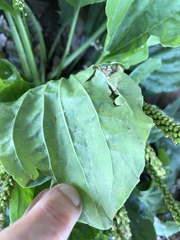 Phytomyza plantaginis