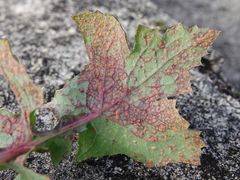 Miyagia pseudosphaeria