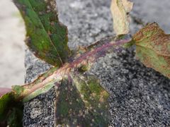 Miyagia pseudosphaeria