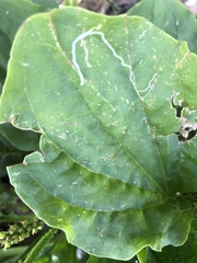 Phytomyza plantaginis