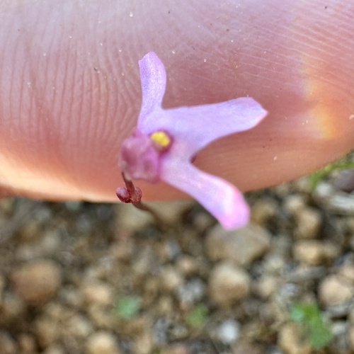 Image of Utricularia tenella by (c) pimelea, some rights reserved (CC BY)