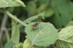 Leptoglossus zonatus