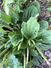 Phytomyza plantaginis