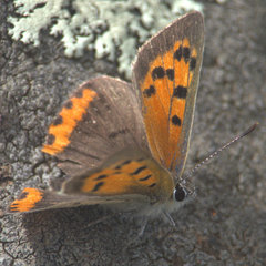 Lycaena phlaeas hypophlaeas