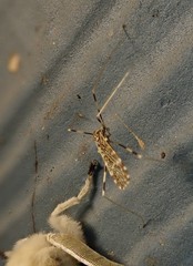 Erioptera caliptera