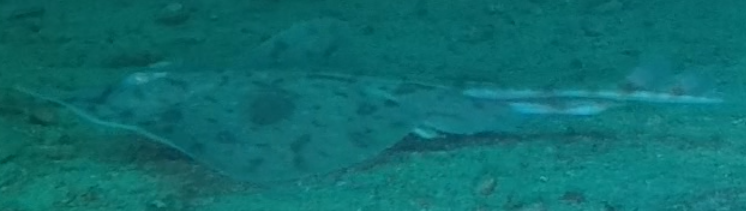 Rough skate (Zearaja nasuta) — Rajidae