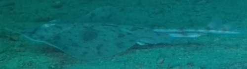 Rough skate (Zearaja nasuta) — Rajidae