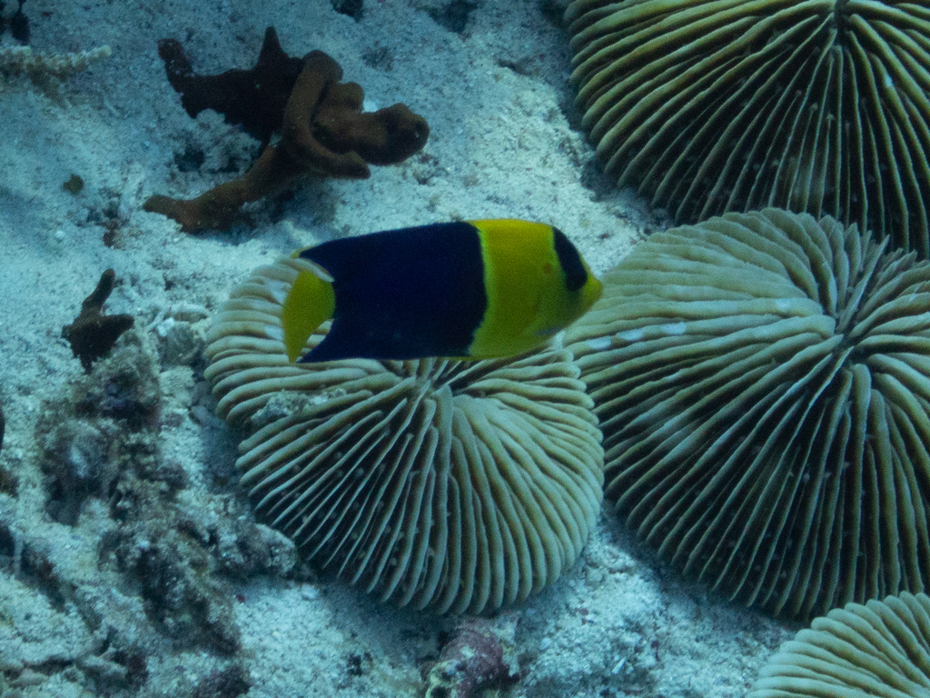 Bicolor angelfish