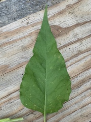 Koenigia alaskana