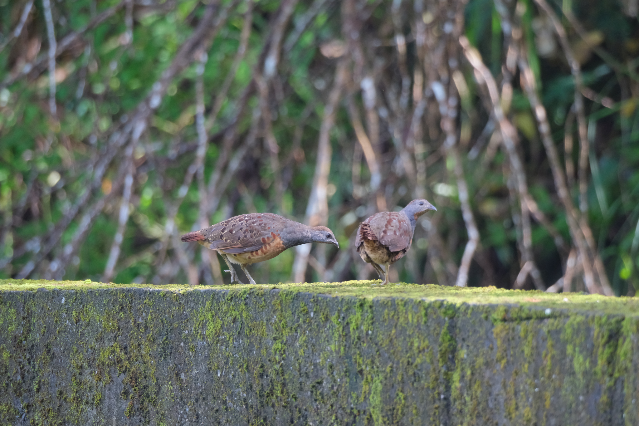 Taiwan Bamboo Partridge