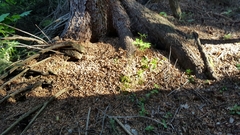 Tamiasciurus fremonti