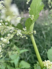 Koenigia alaskana