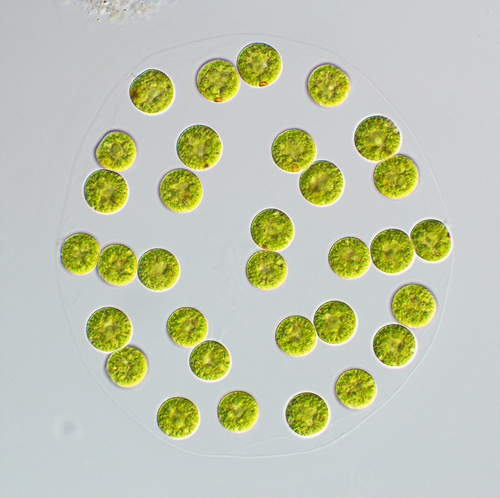 Eudorina elegans