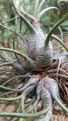 Tillandsia butzii
