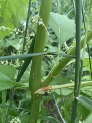 Koenigia alaskana