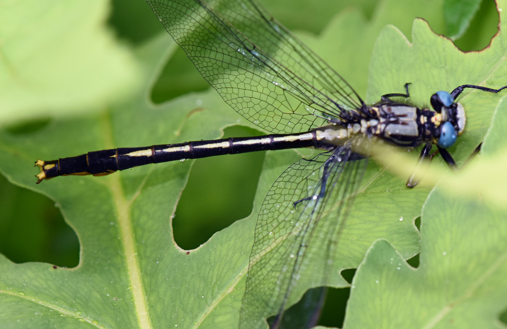 Lilypad Clubtail