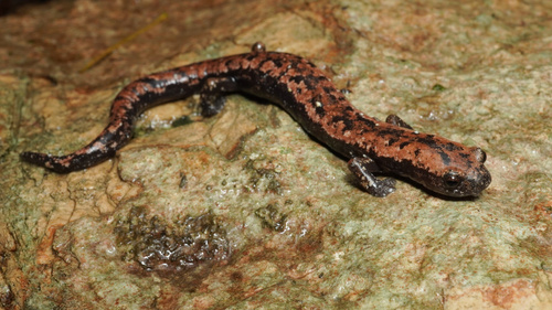 Yucatán Salamander
